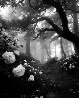 Blooms in the Dark Forest