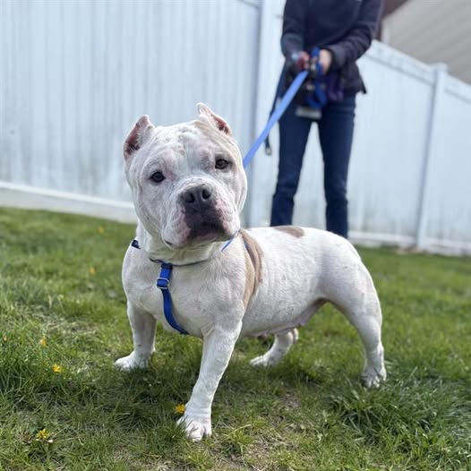 White dog standing on grass on a blue leash with a person blurred in the background