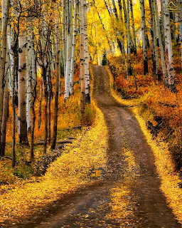 Dirt road through golden aspen trees in autumn