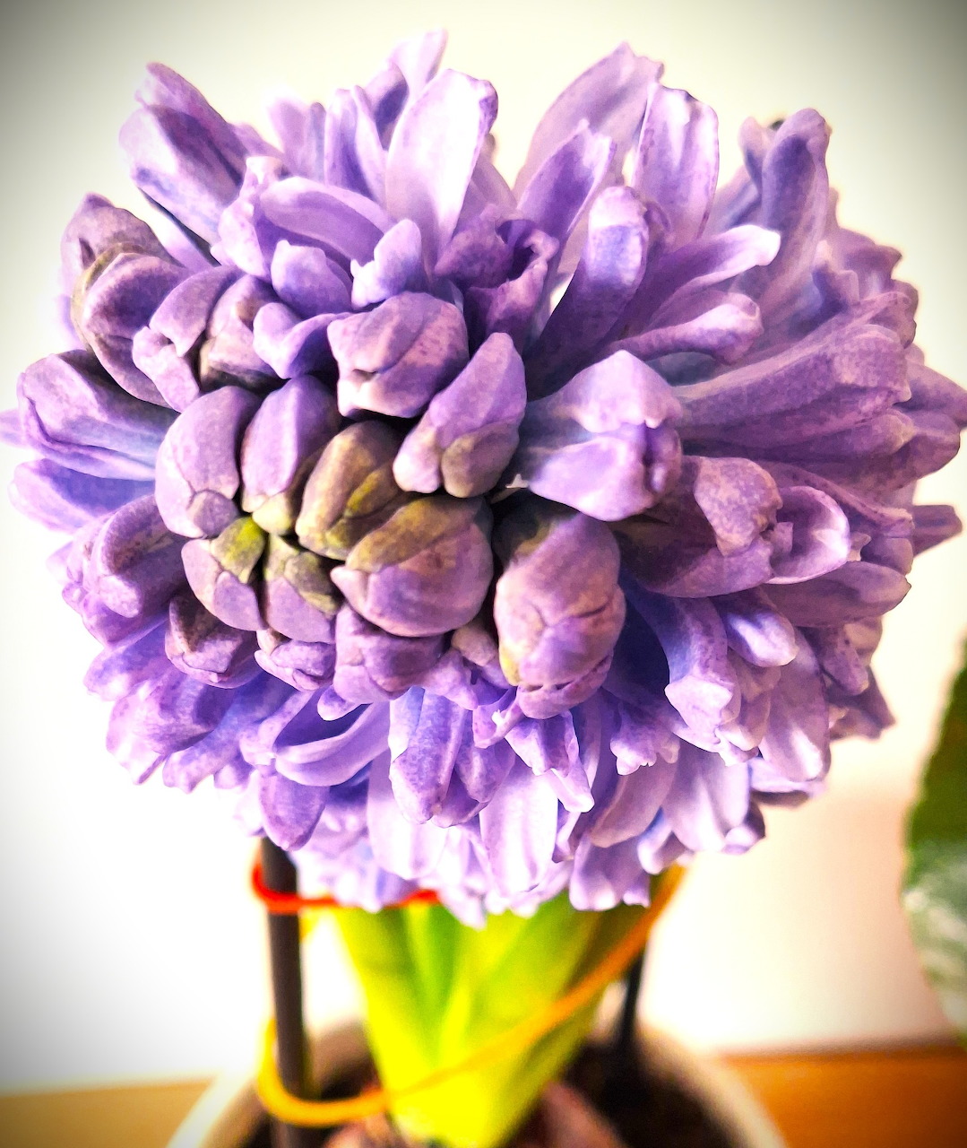 Close-up purple hyacinth flower with green stems in a small vase