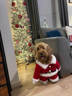 Golden doodle dog wearing a red Santa costume sitting next to a Christmas tree in a living room