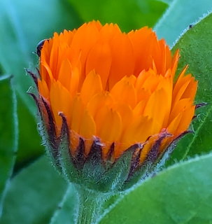 Close-up of an orange calendula flower bud with bright petals emerging from hairy green sepals