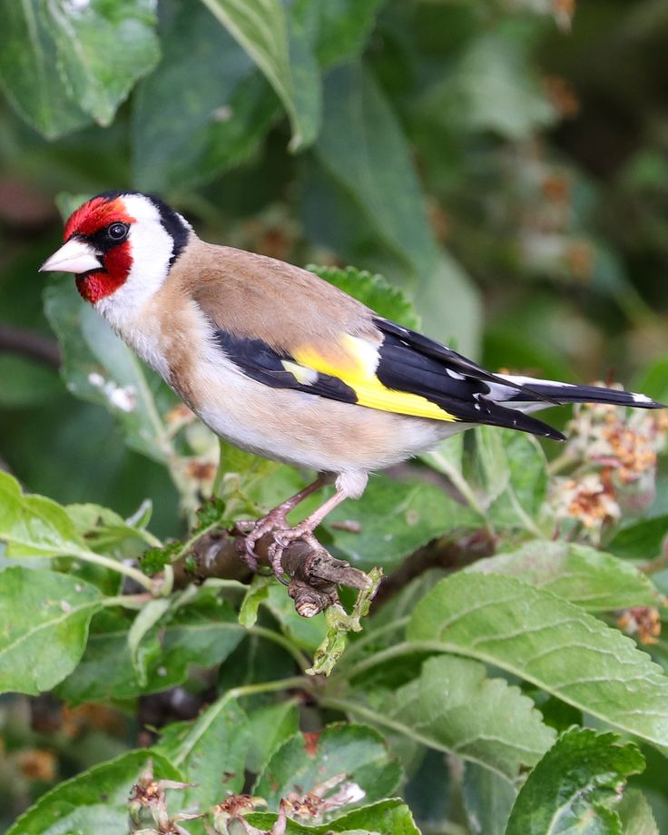 European Goldfinch on Branch