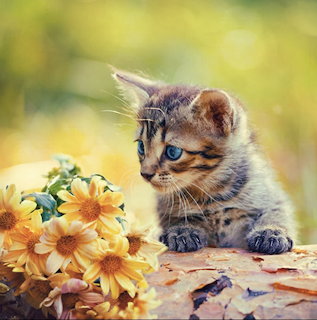 Blue-eyed tabby kitten beside yellow flowers on a rustic surface