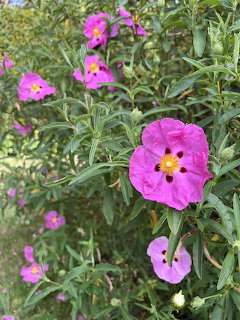 Pink Cistus Flowers