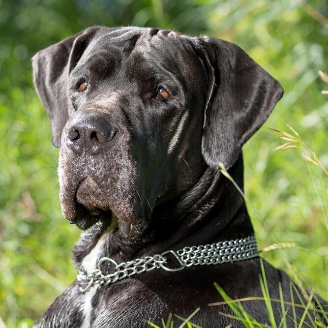 Black Great Dane dog with chain collar sitting in green grass looking to the side