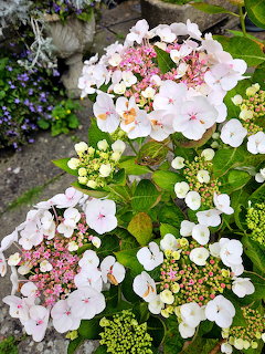 Pink and white hydrangea flowers with green foliage