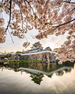 Japanese castle with stone walls reflected in moat water, framed by pink cherry blossom branches