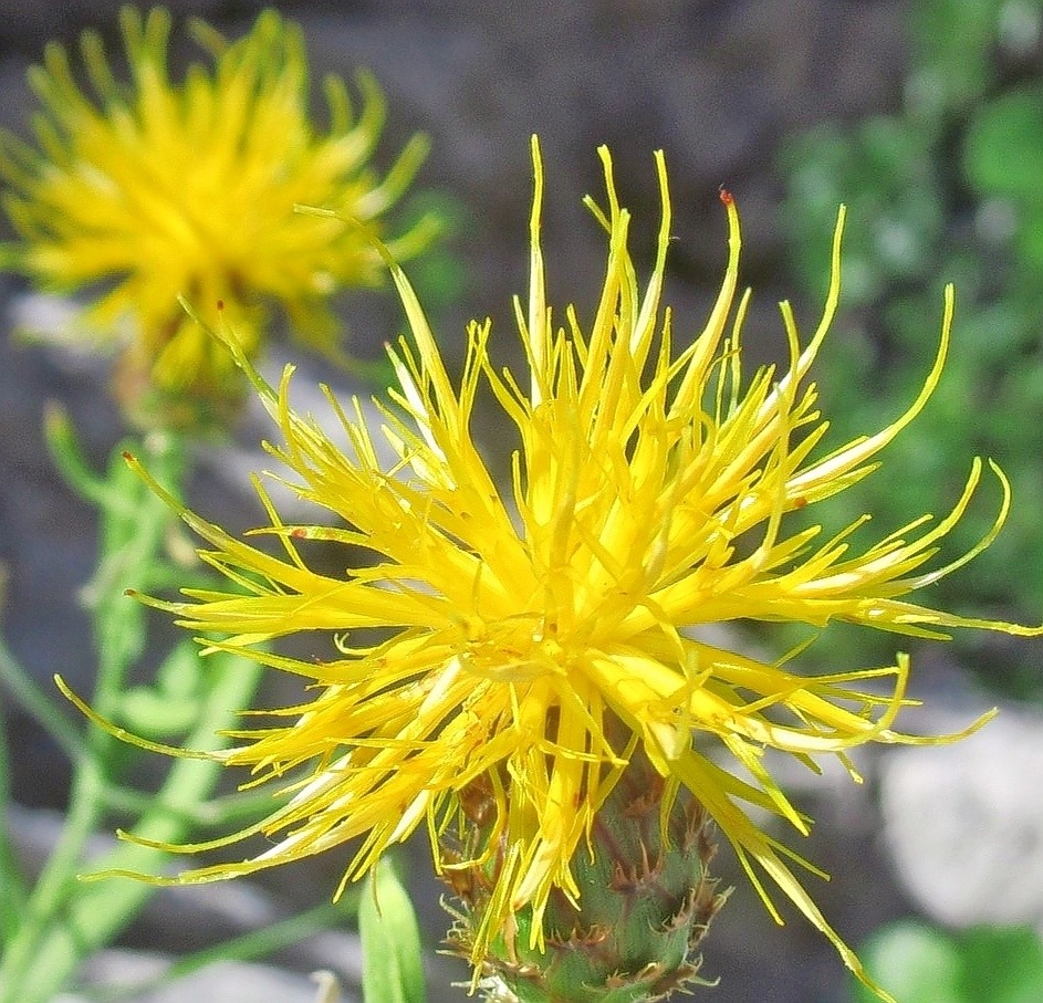 Close-up of a bright yellow spiky Centaurea lancifolia flower with another bloom behind it