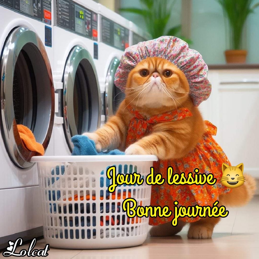 Orange cat in shower cap next to laundry basket and washing machines