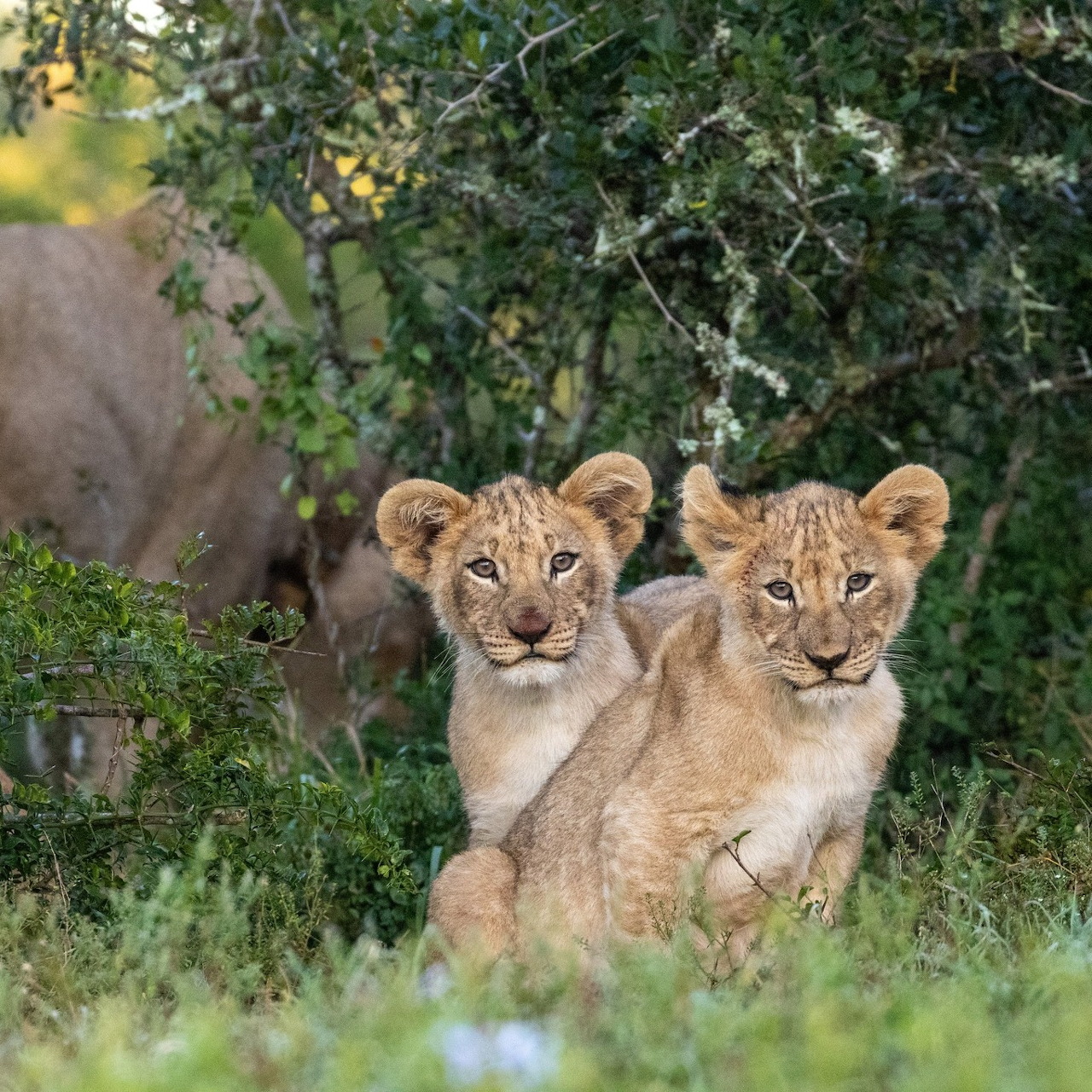 Lion Cubs in Green Foliage