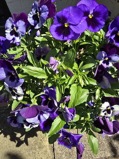 Potted purple and violet pansies with green leaves in bright sunlight viewed from above