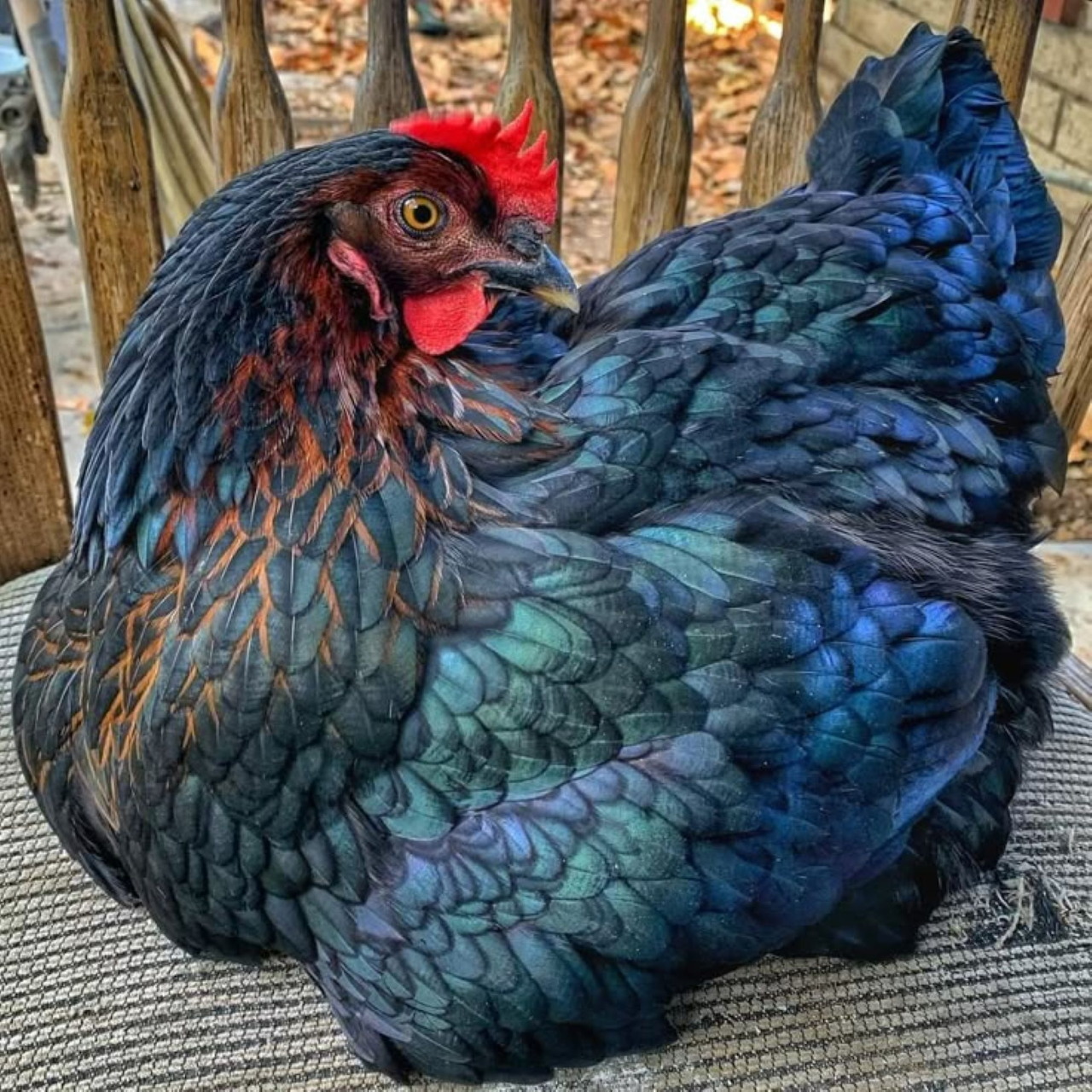 Rhode Island Black Star Hen