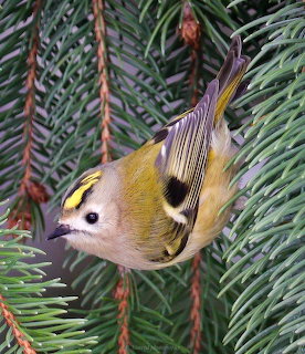 Small goldcrest bird with yellow crown stripe perched on green pine branch