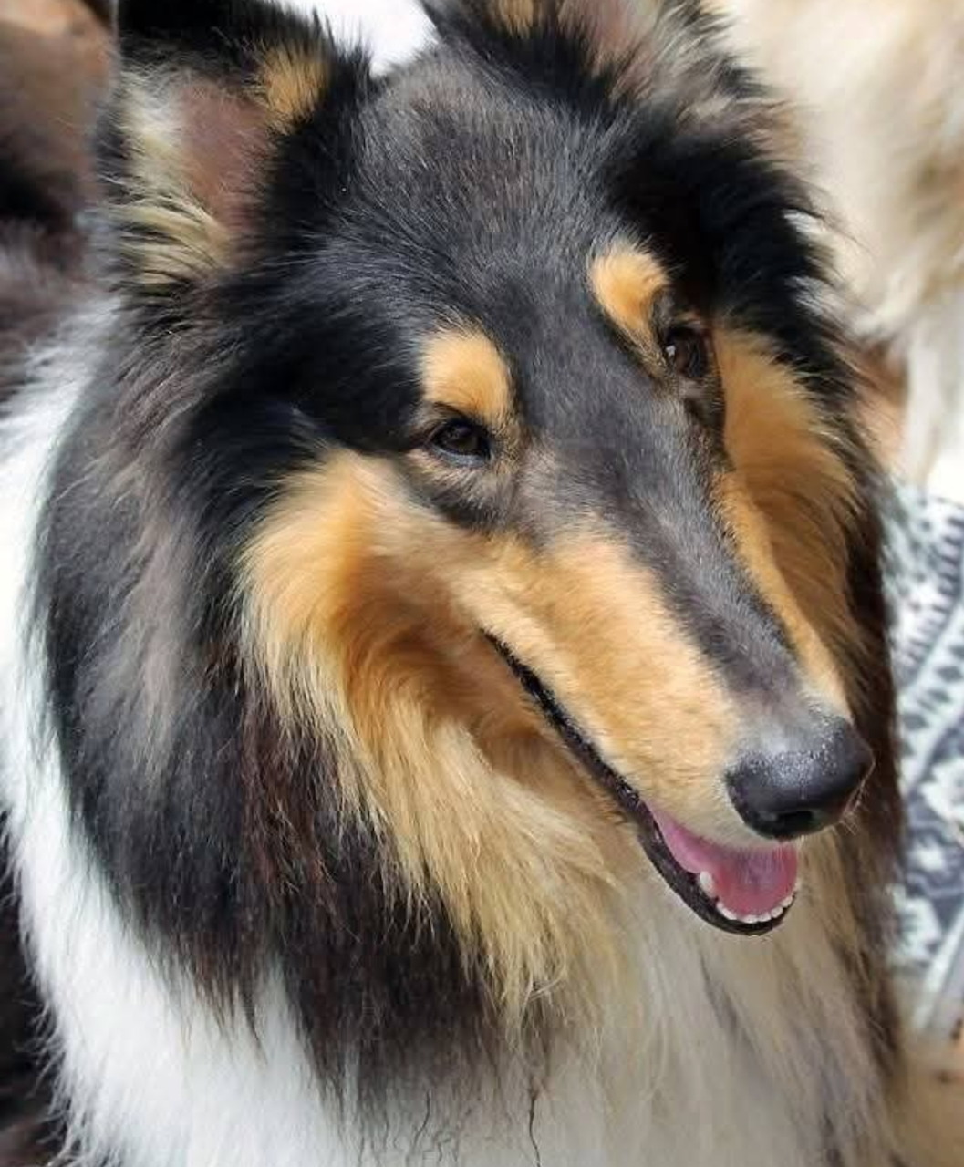 Collie