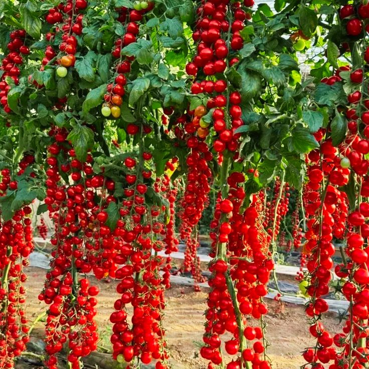 Ripe red cherry tomatoes hanging in long clusters from green vines