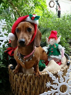 Brown dachshund in a basket wearing a Santa hat beside Christmas decorations and an elf doll