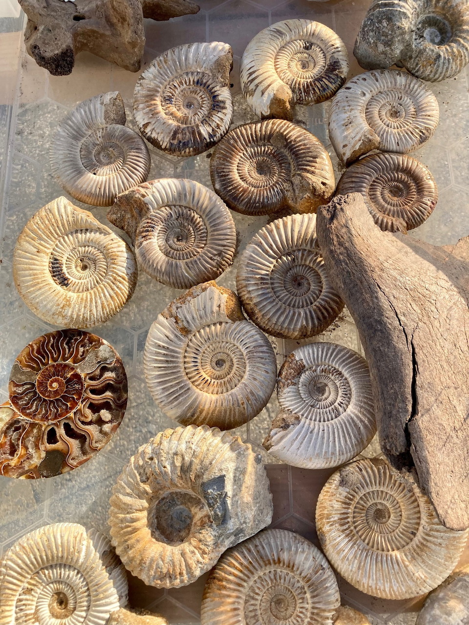 Spiral ammonite fossils on sand beside rocks