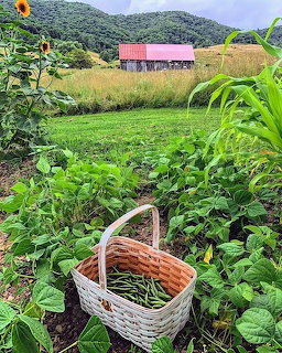 Wicker basket of green beans in garden with red barn and hills