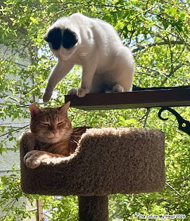 White Siamese kitten standing over orange tabby cat resting on cat tree perch with greenery background