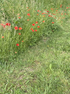 Red popy flowers growing in a lush green grassy meadow