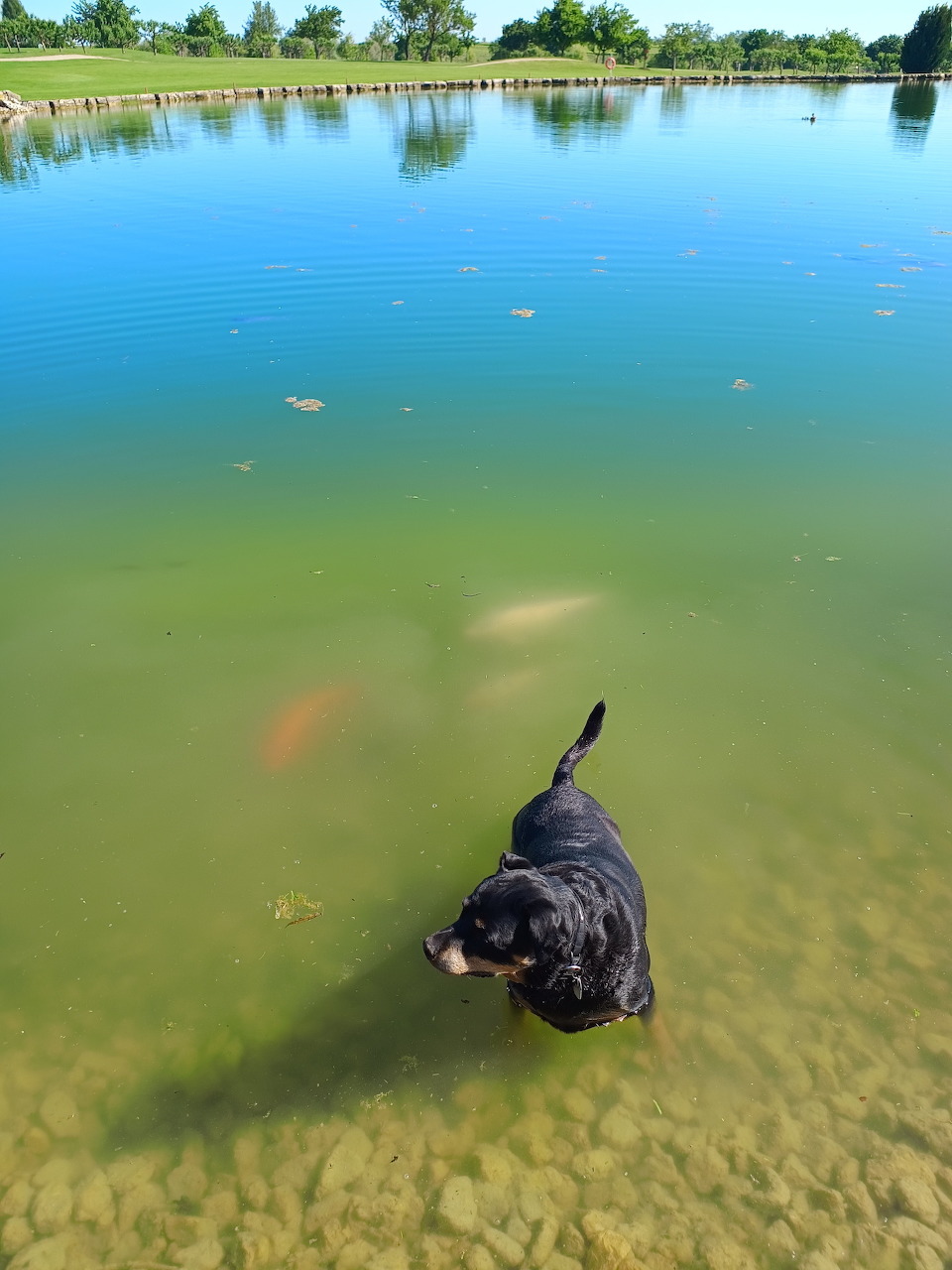 Black dog swimming in shallow turquoise lake water under blue sky