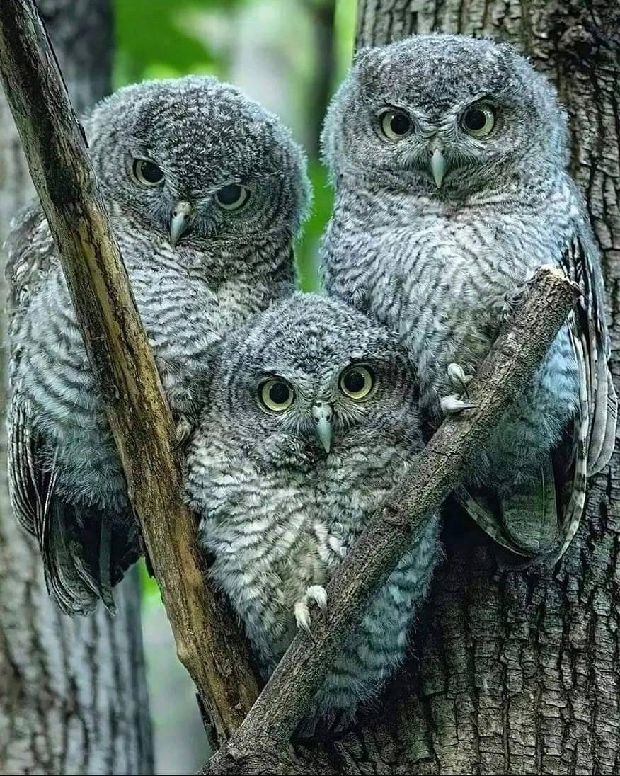 Three young screech owls perched together on tree branches