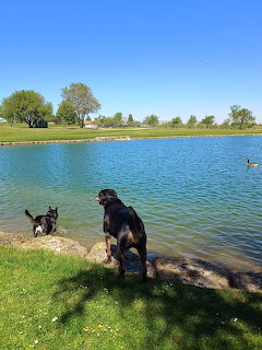 Two dogs standing on rocks at the edge of a lake with green grass and trees on a sunny day