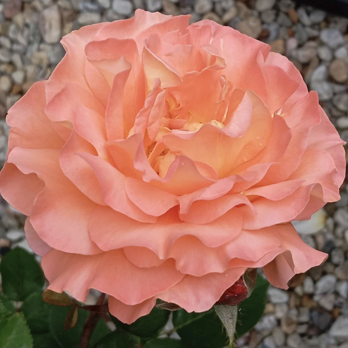 Close-up of a peach-colored rose in full bloom with ruffled petals