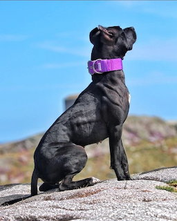 Black Pit Bull Terrier dog with purple collar sitting on rock looking up at sky