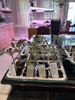 Seedling starter trays with young green plants and labels on a kitchen counter indoors