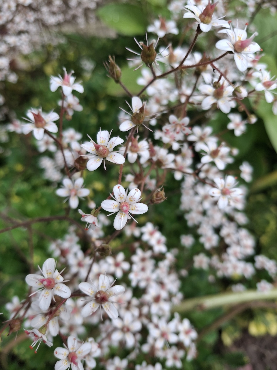 Saxifraga Flowers