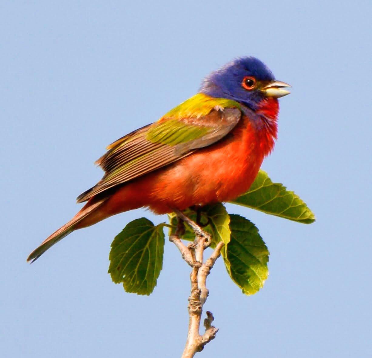 Colorful painted bunting perched on a branch with green leaves against a blue sky