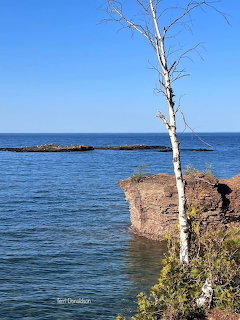 Bare birch tree on red sandstone cliff edge overlooking calm blue lake water under clear sky