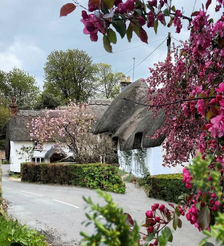 White thatched cottage with pink flowering trees in an English village