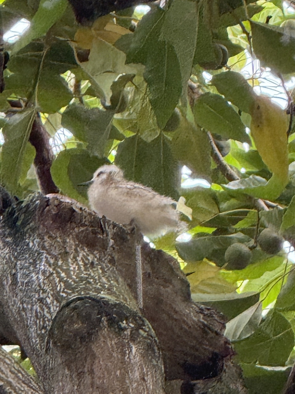 Manu-o-Ku Chick in Tree