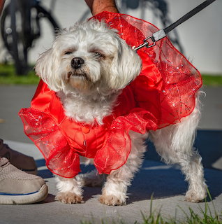 Dog in Red Dress