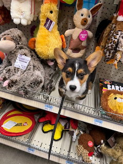 Tricolor corgi puppy sitting on a store shelf surrounded by colorful plush dog toys