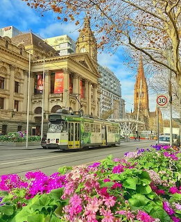 Tram on Swanston Street in front of Melbourne Town Hall with flowers in the foreground
