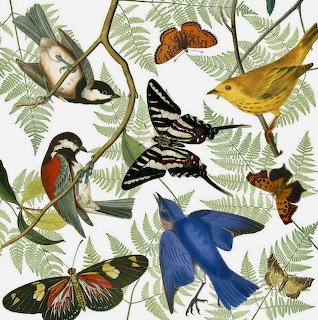 Illustration of colorful birds and butterflies among fern leaves