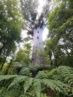 Tane Mahuta Giant Kauri Tree