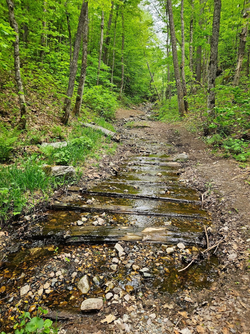 Muddy forest trail with puddles winding through green trees and foliage