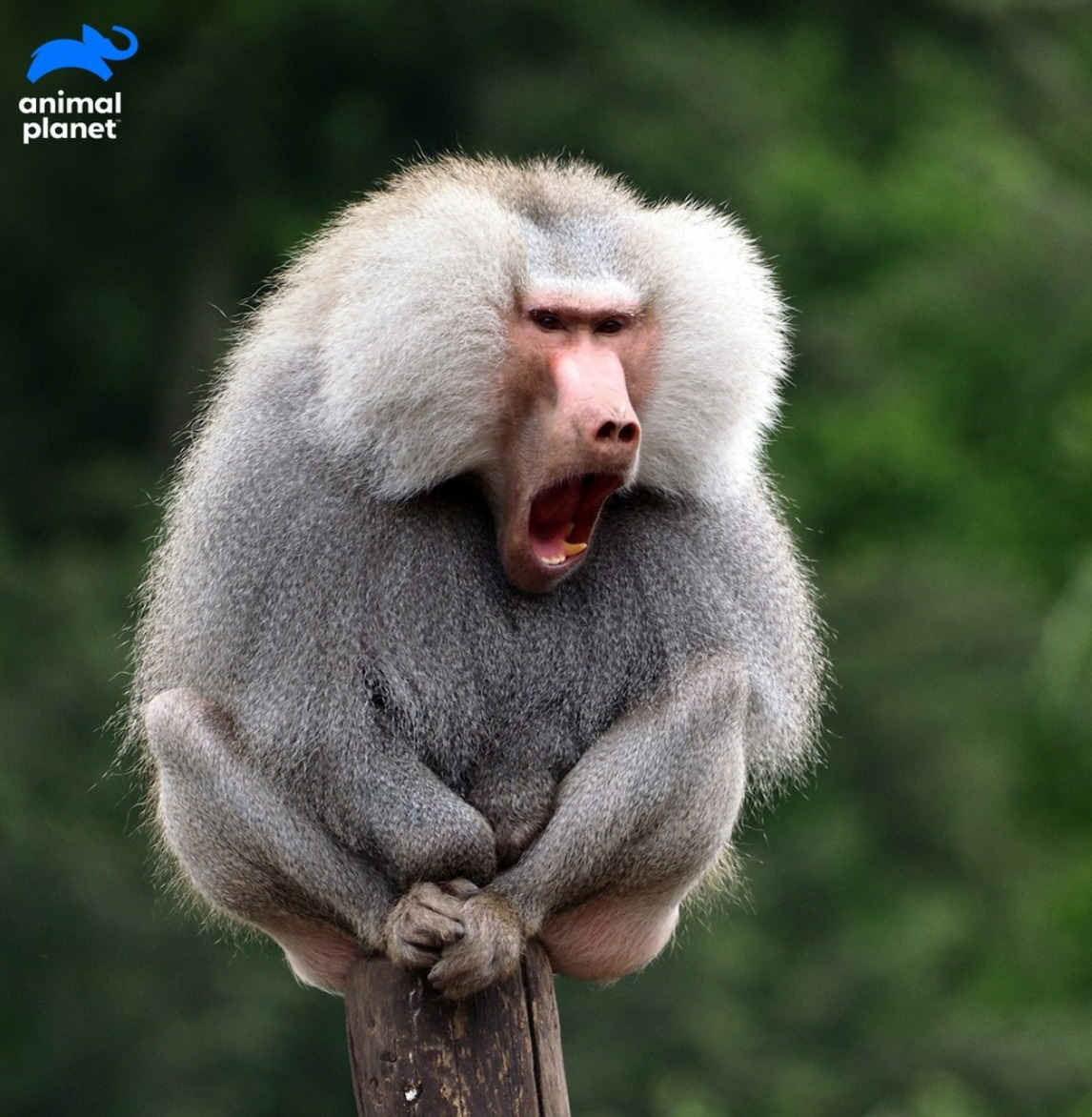 Gray baboon with fluffy mane sitting on branch, mouth open wide showing teeth