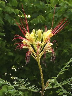 Yellow bird of paradise flower with extended red stamens surrounded by green leaves