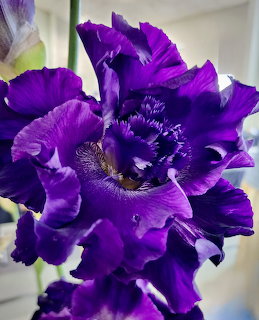 Close-up of a deep purple iris flower with ruffled petals in full bloom