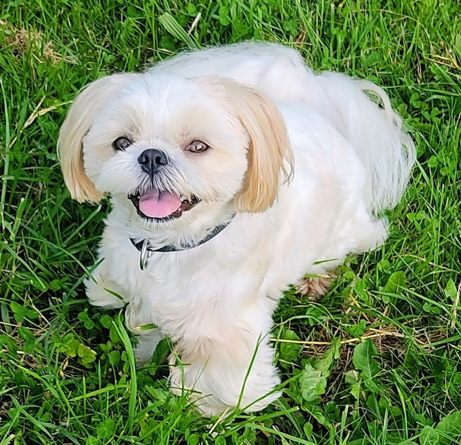 White Shih Tzu dog sitting on green grass with tongue out