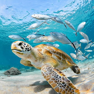 Sea Turtle Underwater