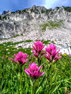 Pink wildflowers in a green alpine meadow with a rocky mountain ridge behind them.