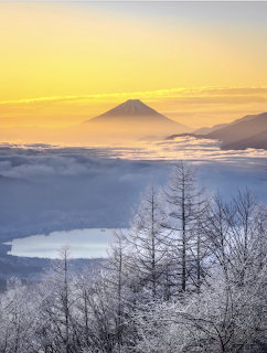 Mount Fuji above clouds at sunrise with frosted trees and a lake in the foreground