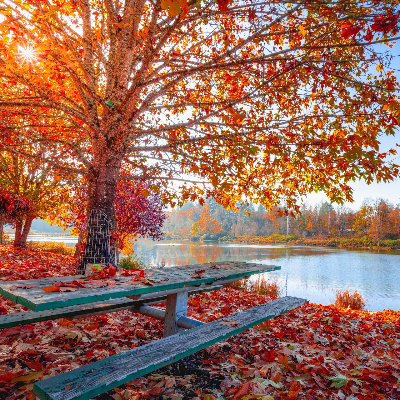 Autumn tree with red leaves beside calm lake with wooden dock and fallen foliage on ground